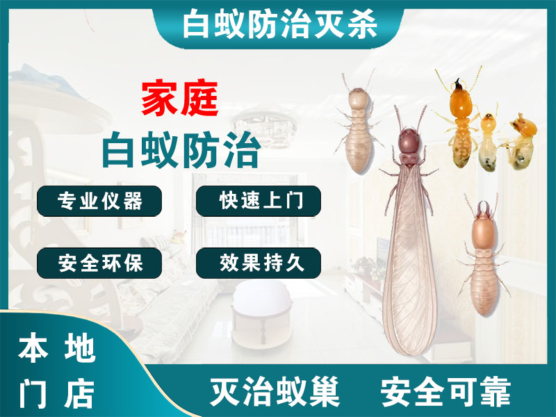 黄岩区家庭白蚁防治