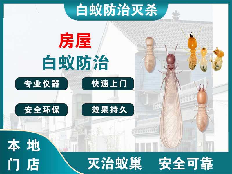黄岩区房屋白蚁防治